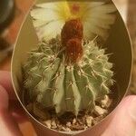 Parodia buiningii Hoja