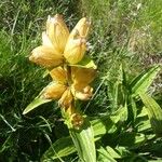 Gentiana punctata ফুল