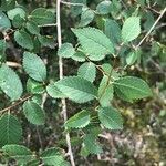 Ulmus carpinifolia Feuille