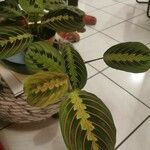 Maranta leuconeuraΦύλλο