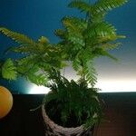 Pteris fauriei Листок