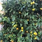 Citrus × aurantium برگ