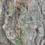 Chenopodium nutans Gyümölcs