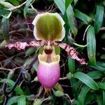 Paphiopedilum glaucophyllum Květ