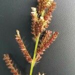 Echinochloa muricata Fruit