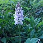 Dactylorhiza fuchsii Virág