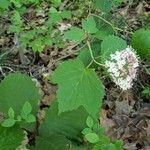Viburnum acerifolium Leaf
