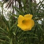 Thevetia neriifolia Flor