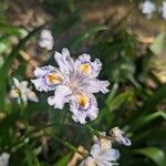 Iris japonica Квітка