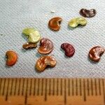 Desmodium purpusii Otro