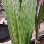 Cocos nucifera 叶