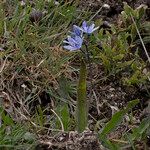 Scilla monophyllos Flower