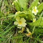 Primula × polyanthaFlower