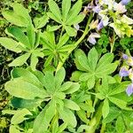 Lupinus albus Hoja