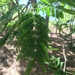 Albizia niopoides ഇല