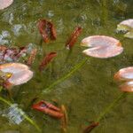 Nuphar pumila Feuille