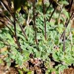 Draba dubia Hoja