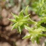 Ranunculus muricatus Fruit