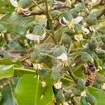 Myroxylon peruiferum Flower