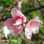 Prunus persica Květ