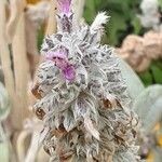 Stachys byzantina 花