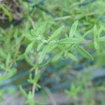 Satureja hortensis Blatt