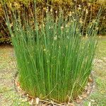 Schoenoplectus lacustris Hábito
