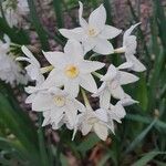 Narcissus papyraceusFlower