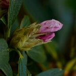 Rhododendron adenogynum Flower