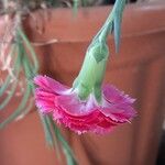 Dianthus caryophyllus Цвят