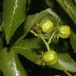 Jatropha gossypiifolia Fruto