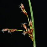 Schoenoplectus subulatus 花