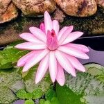 Nymphaea rubra Fiore