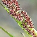 Echinochloa muricata Flower