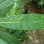 Rhododendron coriaceum Leaf