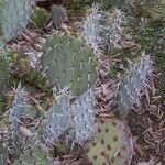 Opuntia engelmannii Foglia