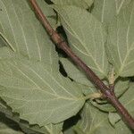 Viburnum stellatotomentosum Fruit