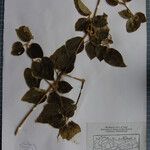 Clematis buchananiana Други