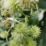 Montanoa hibiscifolia Fruct