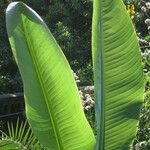 Musella lasiocarpa Leaf