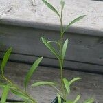 Doellingeria umbellata Hoja