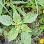 Euphorbia dentata Folla