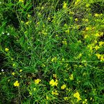 Sisymbrium loeselii Habit