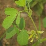 Trigonella esculentaFlower