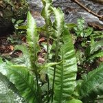 Bolbitis fluviatilis Leaf