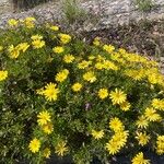 Dimorphotheca sinuata 花