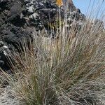 Juncus acutus Leaf