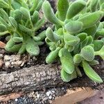 Crassula lanuginosaFeuille