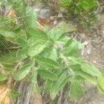 Centaurea scabiosa 葉