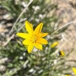 Stenotus acaulis Flor